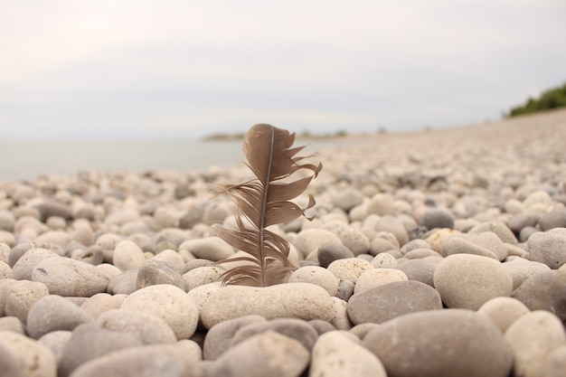 Feder im Wind