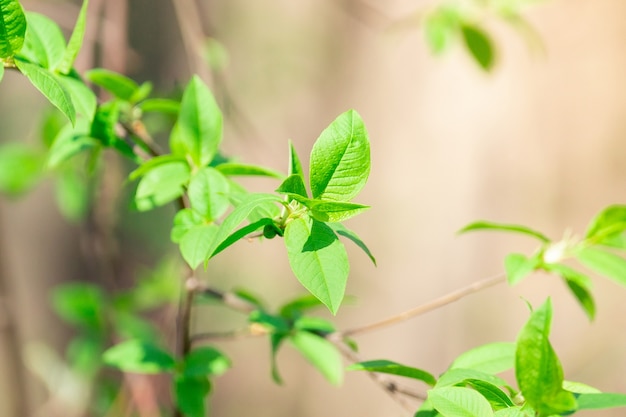 Federblätter und Knospen