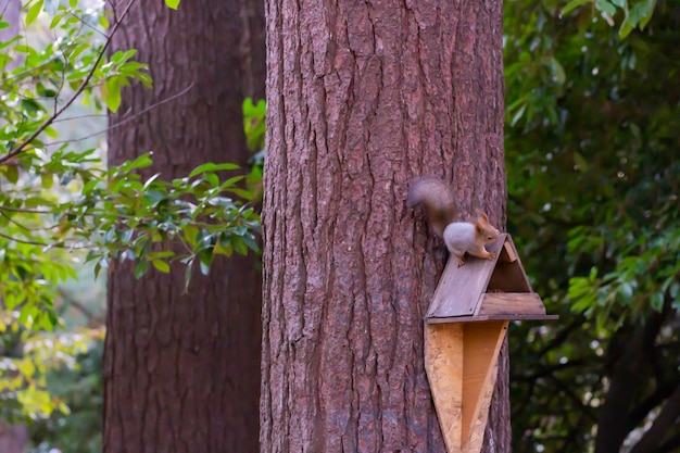 Feeder für Eichhörnchen und Wildtiere im Wald Eichhörnchen frisst Nahrung