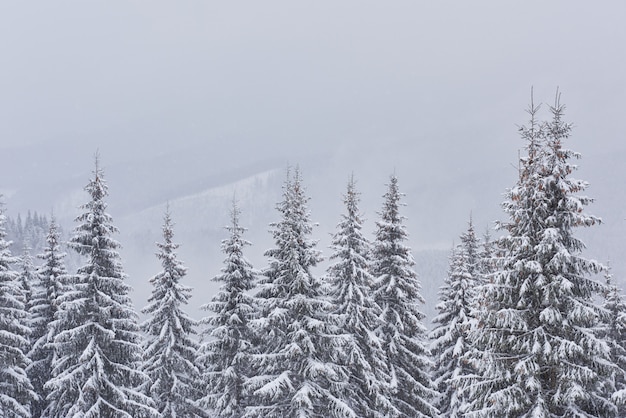 Feenhafte Winterlandschaft mit Tannenbäumen und Schneefällen.