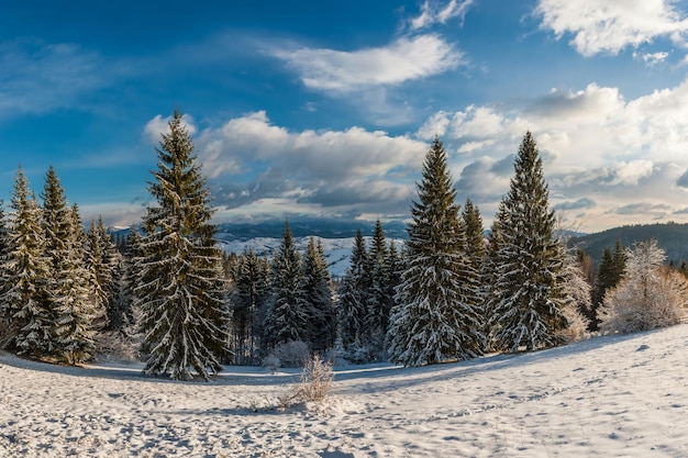 Foto feenhafter winterwald mit schneebedeckten tannen und einem wunderschönen blauen himmel