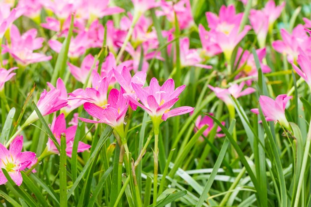 Feenlilienblume im Garten