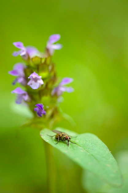 Fehler auf lila Blume