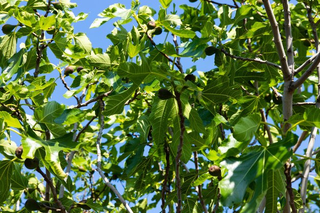 Feigenbaum mit Früchten auf einem Hintergrund des blauen Himmels.