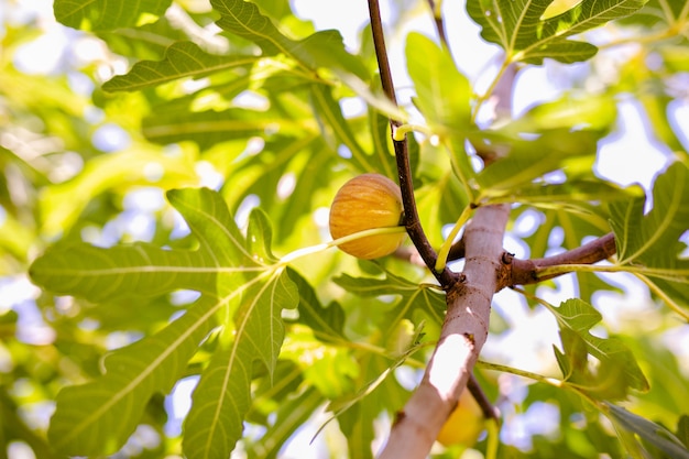 Feigenbaum mit grünen Blättern