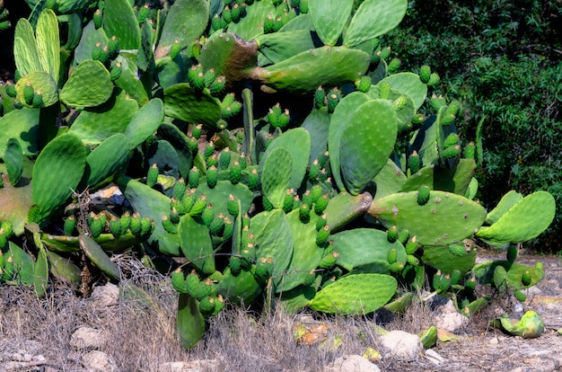 Feigenkaktus nah oben mit Frucht, Kaktusdorne.