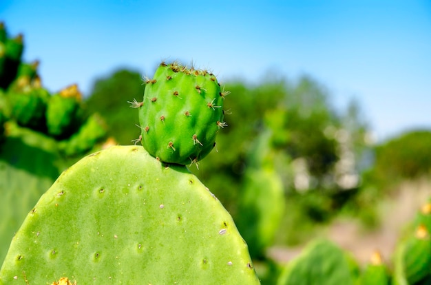 Feigenkaktus nah oben mit Frucht, Kaktusdorne.