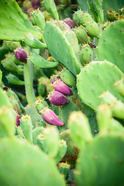 Foto feigenkaktus oder indische feigenopuntia mit purpurroten früchten