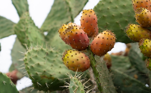 Feigenkaktusfrucht in Sizilien