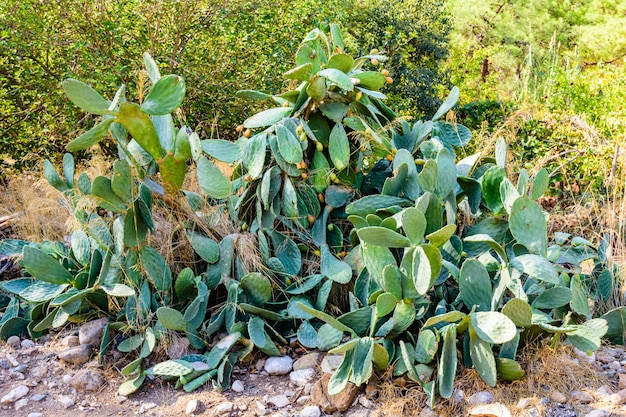 Feigenkaktusopuntia wächst im Sommer im Park