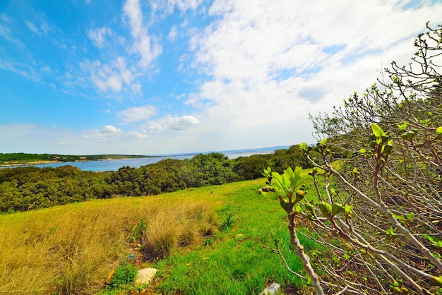 Feigensprossen am Meer in Sardinien Italien