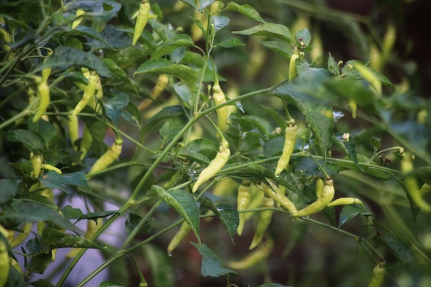 Feijão amarelo em uma planta com gotas de água.