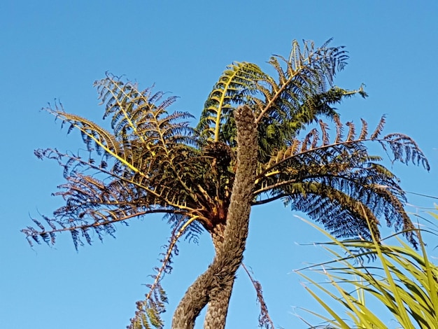 Foto feijão punga