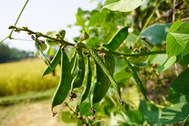 Feijão Verde Papdi Orgânico Cru Verde Favas Feijão Verde