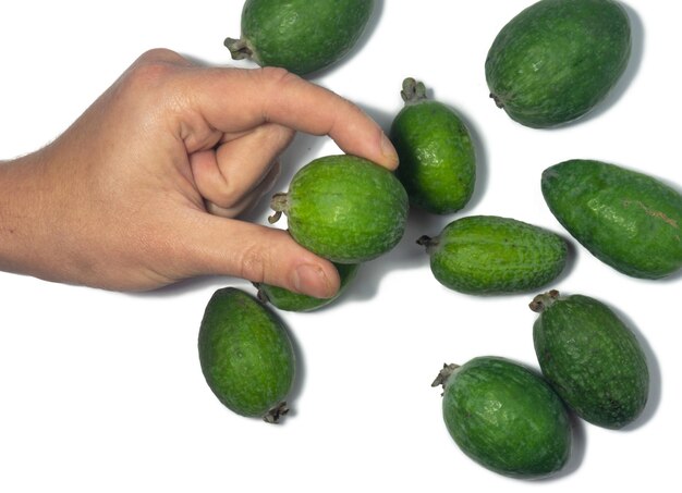 Feijoa-Früchte in der Handfläche auf weißem Hintergrund Gesunde Ernährung saftige grüne Früchte Veganische Nahrung Rohkost Ernährung Saft Zutat Früchte mit Schale