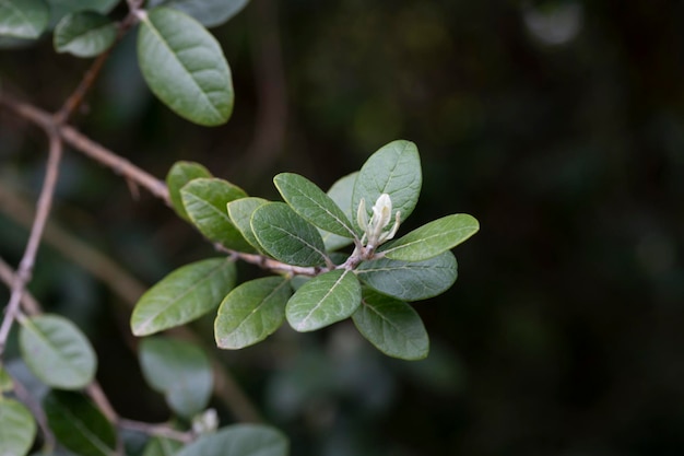 Feijoa sellowiana Acca Sellowiana com folhas verdes Aproximação seletiva de feijoa com espaço para cópia