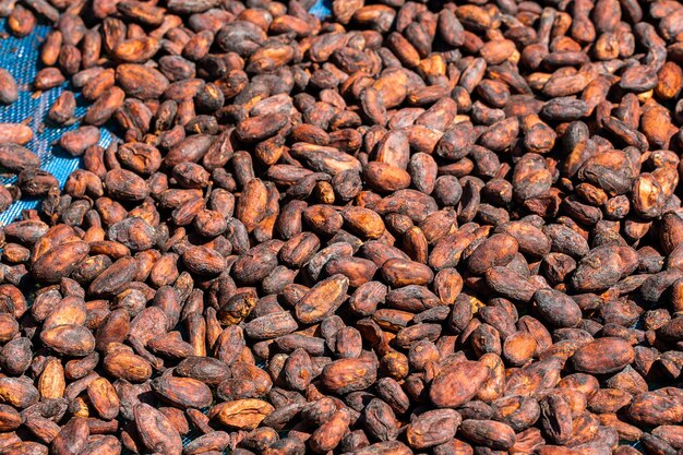 Feijões de cacau e vagem de cacau em uma superfície de madeira.