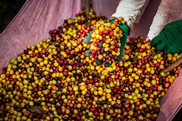 Feijões de café crus e folhas verdes na área agrícola na montanha Chiang Rai Tailândia