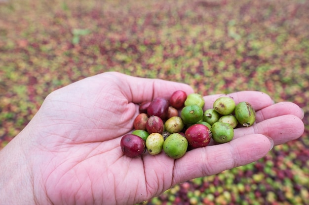 Foto feijões de café crus secados na mão