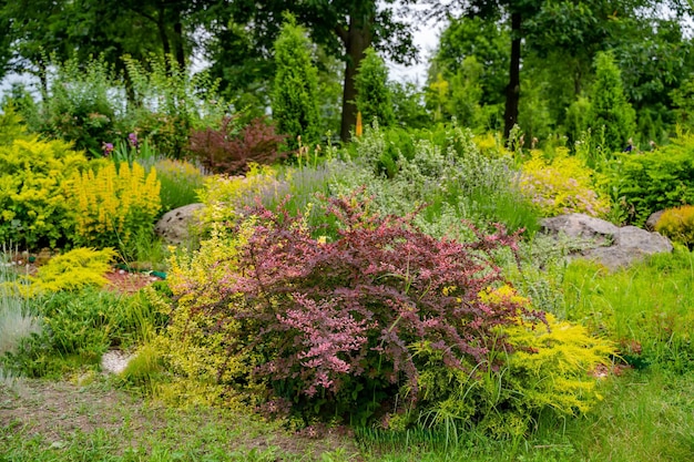 Feine Pflanzen in wunderschönen Landschaften Hübsche Blumen im grünen Park Natur im Freien