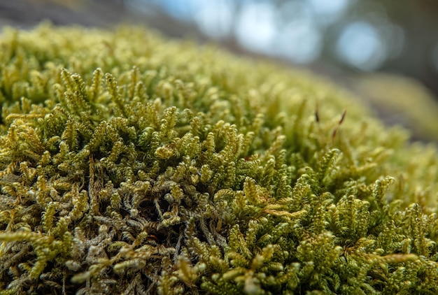 Feines grünes Moos, das im Wald wächst, Makrodetail in der Nähe, abstrakter natürlicher Hintergrund