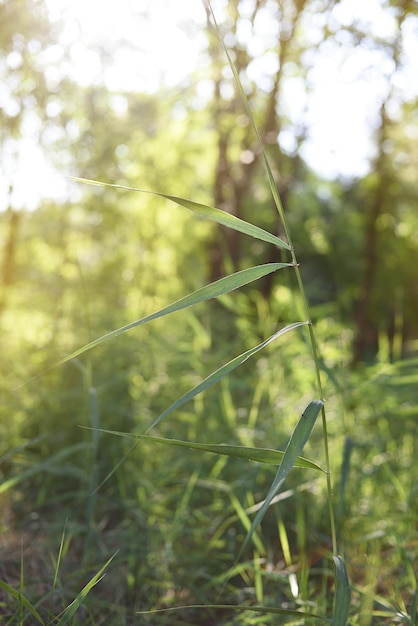 Feines wildes Bambusrohr im vertikalen Wald