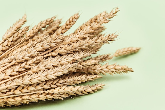 Feixe de espigas de trigo em close em fundo verde pastel Conceito de tempo de colheita de cereais naturais