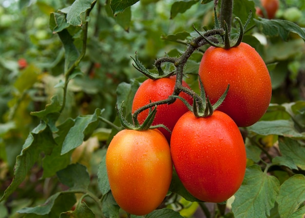 feixe de tomates orgânicos maduros e imaturos em plantação