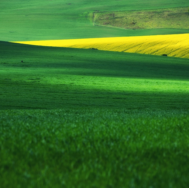 Feld als Hintergrund Gras auf der Wiese zur Tageszeit Agrarlandschaft im Sommer Landwirtschaftsbild