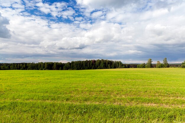 Feld, auf dem grünes unreifes Weizengras wächst