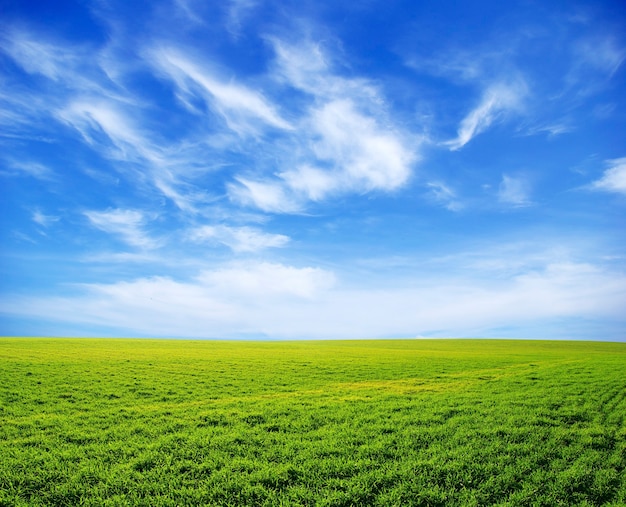 Feld auf einem Hintergrund des blauen Himmels