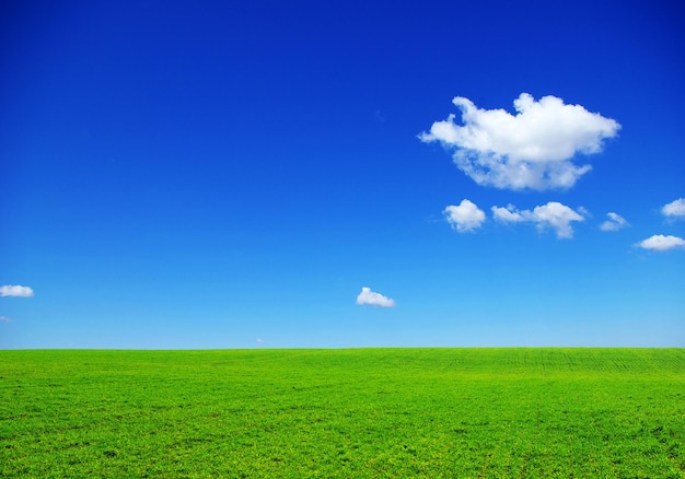 Feld auf einem Hintergrund des blauen Himmels