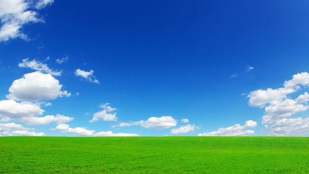 Feld auf einem Hintergrund des blauen Himmels