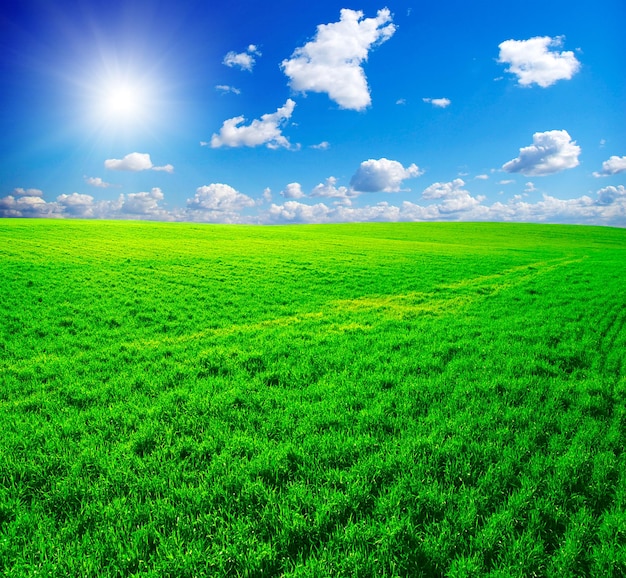 Feld auf einem Hintergrund des blauen Himmels