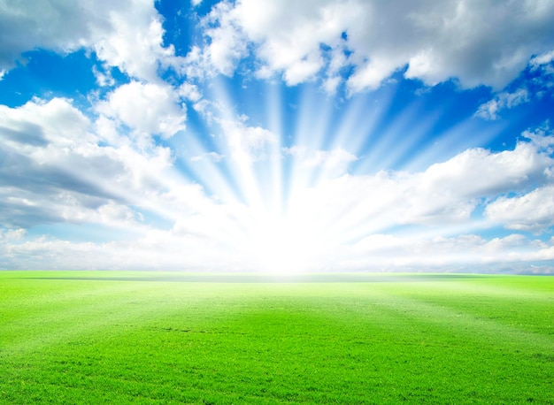 Feld auf einem Hintergrund des blauen Himmels