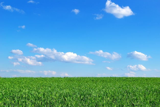 Feld auf einem Hintergrund des blauen Himmels