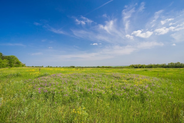 Feld auf einem Hintergrund des Himmels