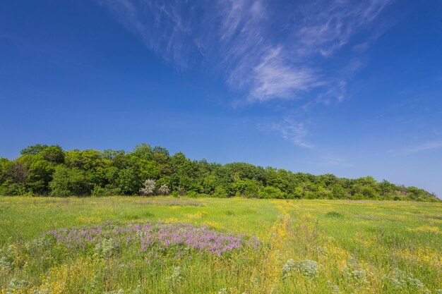 Feld auf einem Hintergrund des Himmels