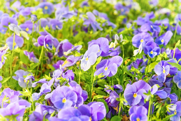 Feld auf violetten Blüten