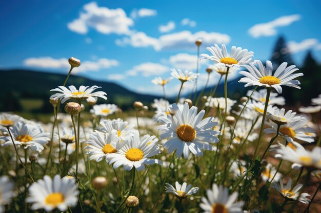 Feld aus weißen und gelben Gänseblümchen unter der generativen Sonne IA