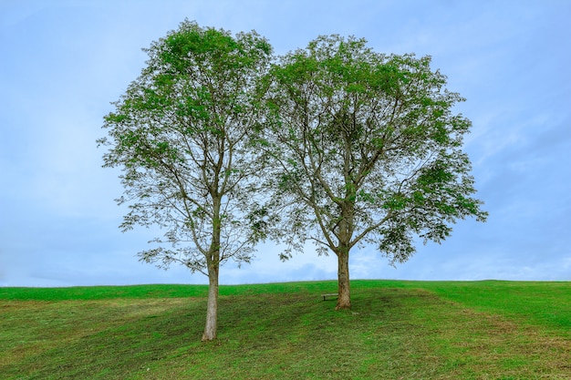 Feld, Baum und blauer Himmel