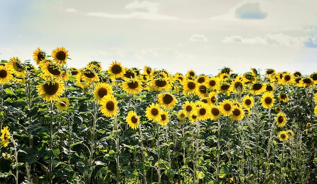 Feld blühender hellgelber Sonnenblumen auf einem Sommertaghintergrund