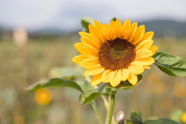 Feld blühender Sonnenblumen im Sommer