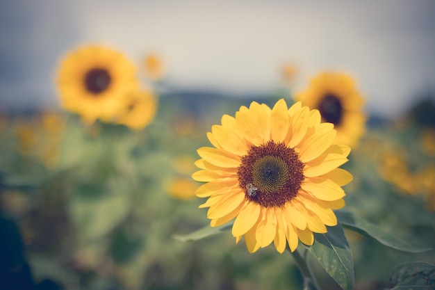 Feld blühender Sonnenblumen im Sommer