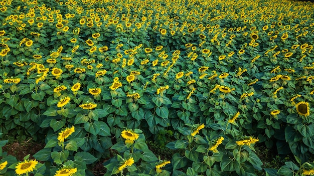 Feld der Blooming, Landschaft der Sonnenblumenfarm