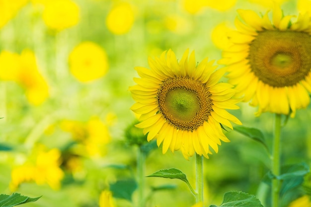 Feld der blühenden Landschaft der Sonnenblumenfarm