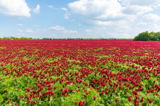 Feld der blühenden roten purpurroten Klee im Frühling, Tschechische Republik