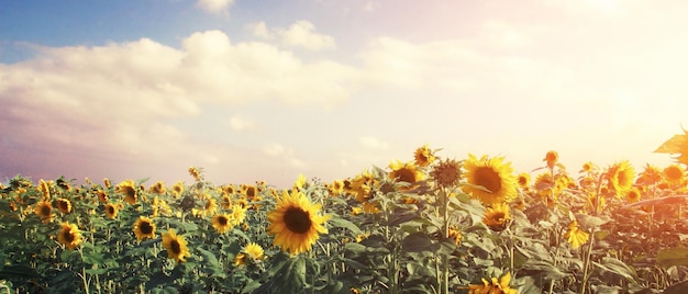 Feld der blühenden Sonnenblumen auf einem blauen Himmel des Hintergrundes