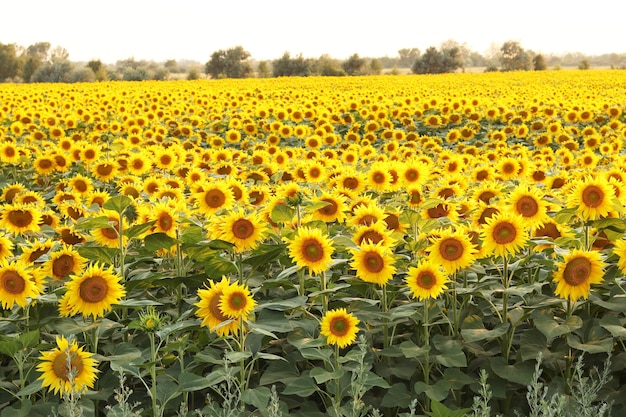 Feld der blühenden Sonnenblumen auf einem Hintergrundsonnenuntergang, Sommerlandschaft, Sonnenblumenernte