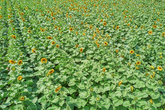 Feld der blühenden Sonnenblumen. Sonnenblumenfeld.